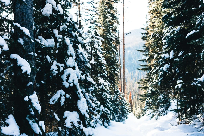 a road in the middle of the snowy forest