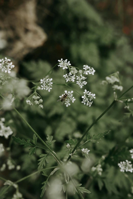 wild flowers are in the green and white flower garden