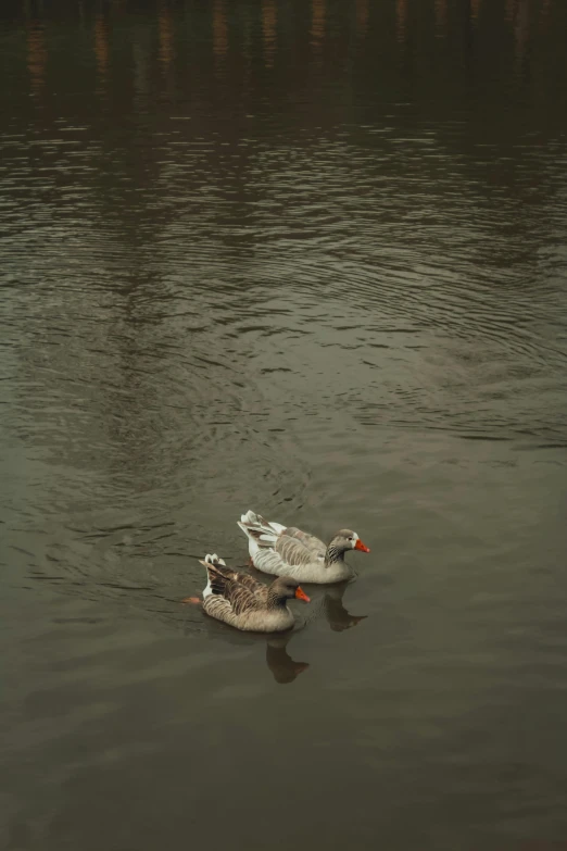 two geese floating on the water and looking for food