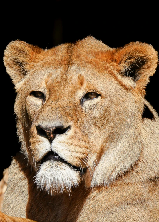 an image of a lion with its eyes open