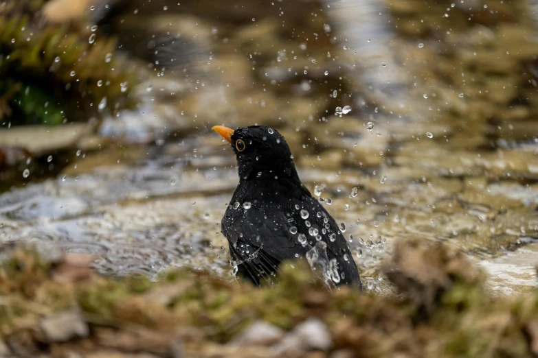 a black bird with orange eyes is in the water