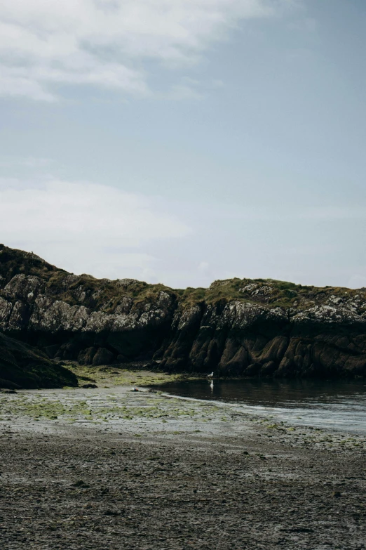 a lone bird is sitting on the shore