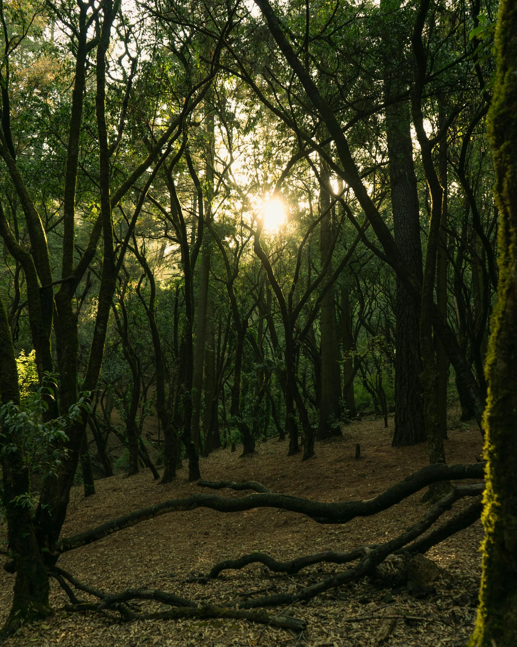 a forest filled with lots of trees and leaves