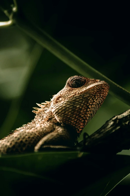 there is a close up view of a lizard on the tree