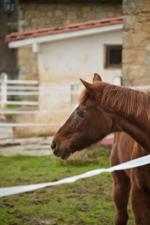 there is a horse looking in to the grass