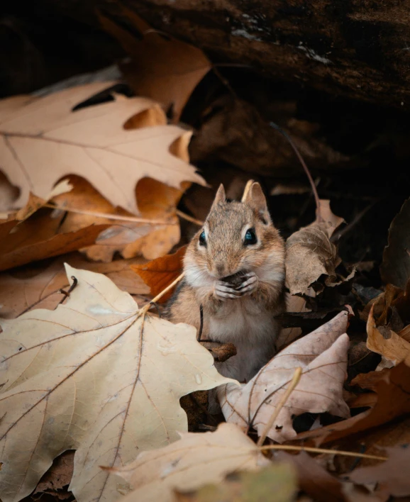 an animal sitting among leaves on the ground