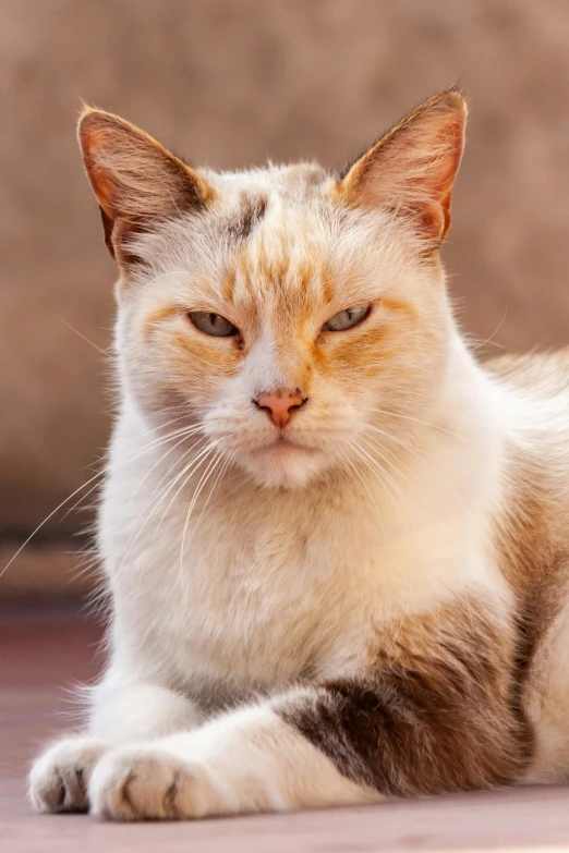 cat with one eye open, laying on concrete surface