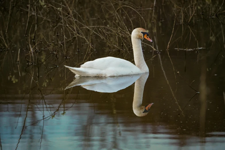 a swan standing on the water in front of trees