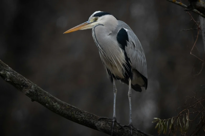 a bird standing on top of a tree nch