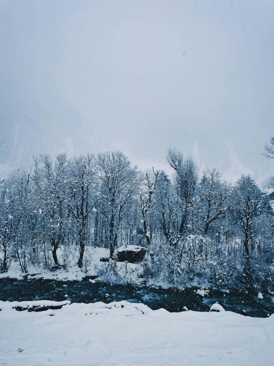 trees and snow covered ground with no leaves