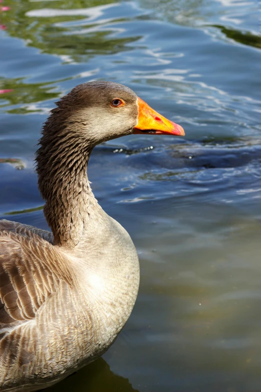 a duck swimming in the water near land