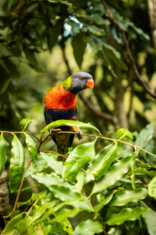 an exotic bird is sitting on a nch