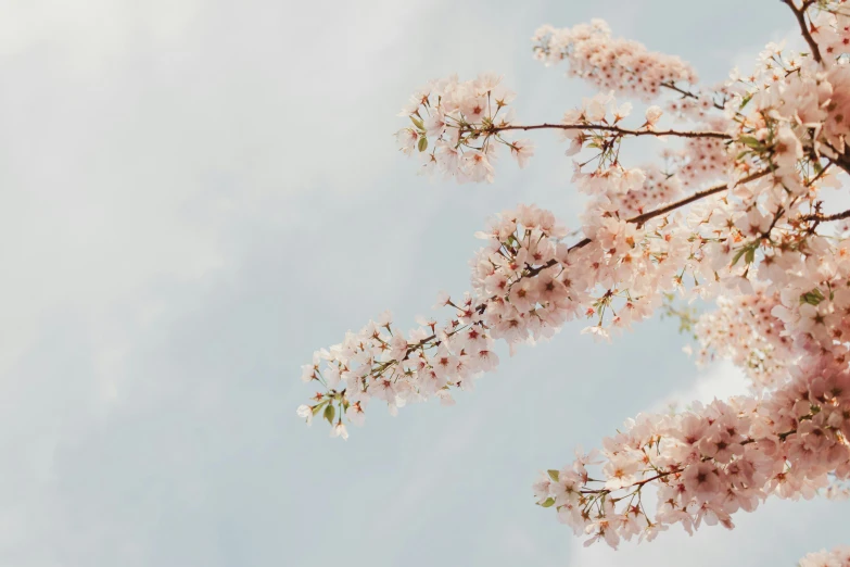 a large group of trees with pink flowers on it