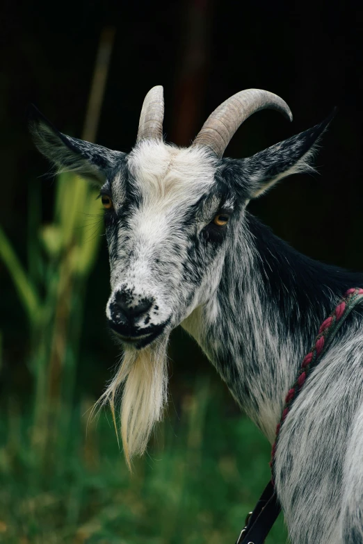 a black and white goat with long horns