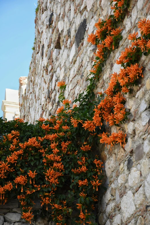 an orange flower on an old stone building