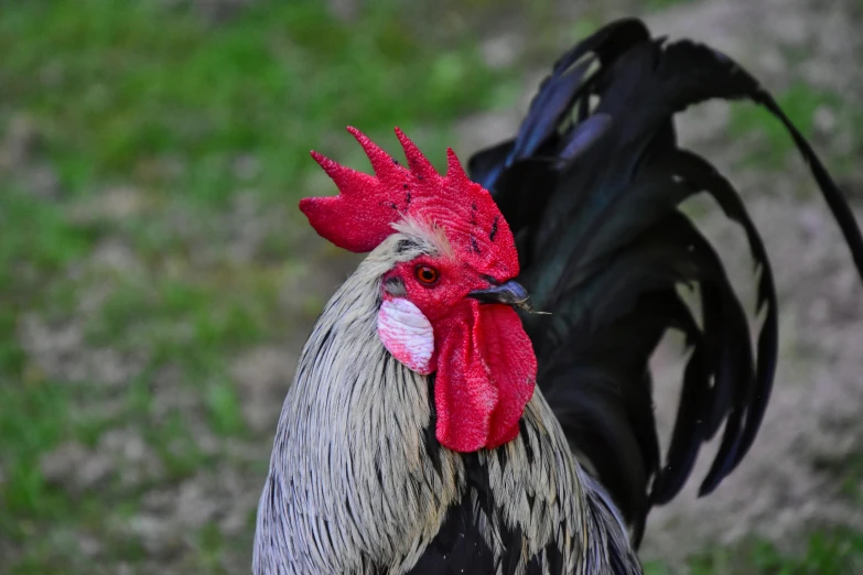 a red and white rooster standing in the grass