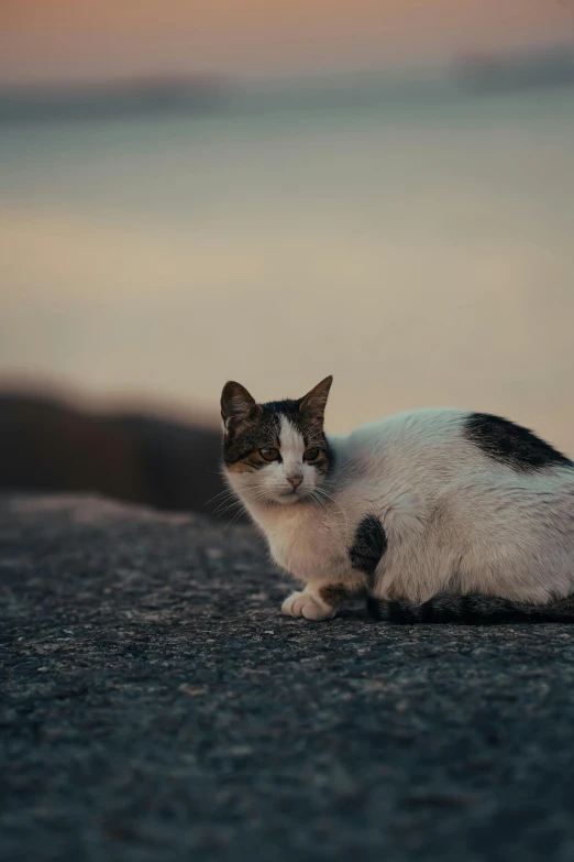 a black and white cat sitting on top of a floor