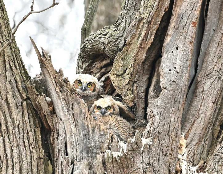 two baby owls peeking out from a hollow in the trunk of a tree