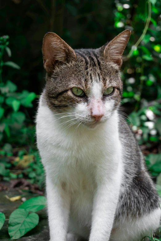 a cat sitting on the ground looking up