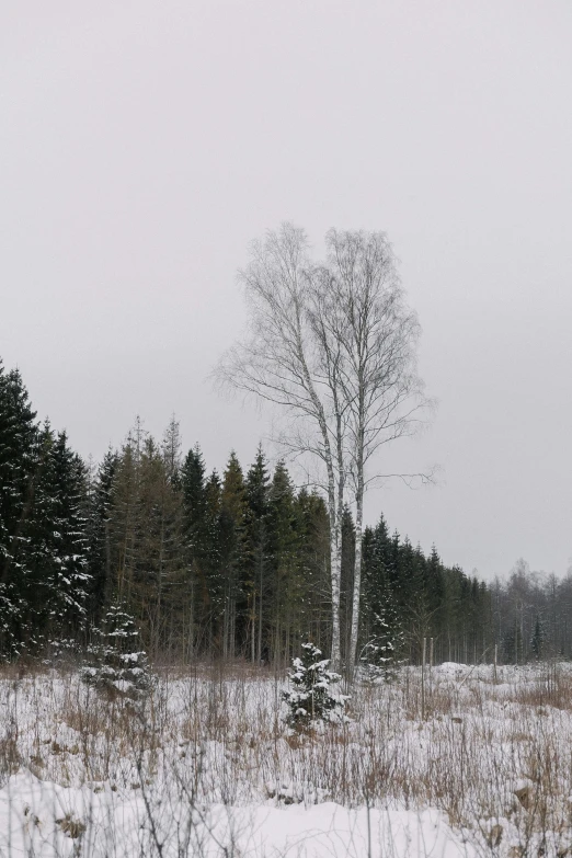 a snow covered field with tall pine trees in the distance