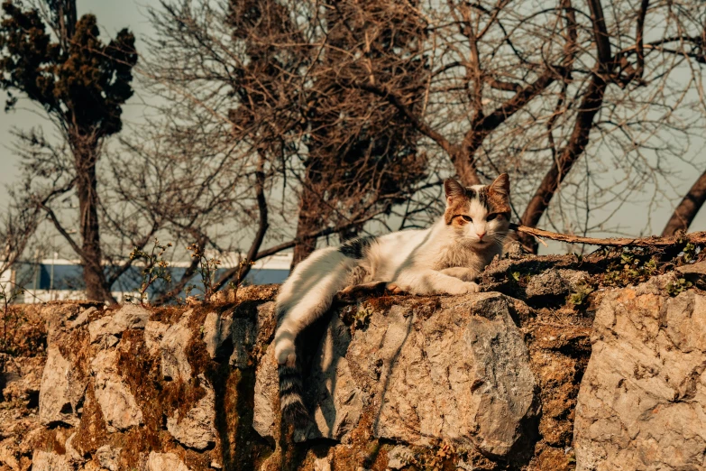 a white and brown cat laying on top of a rock wall