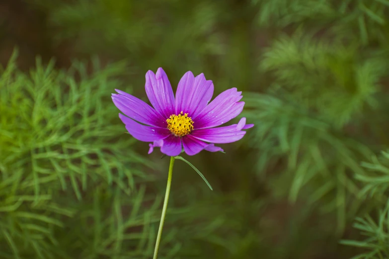 a purple flower sitting in front of green plants