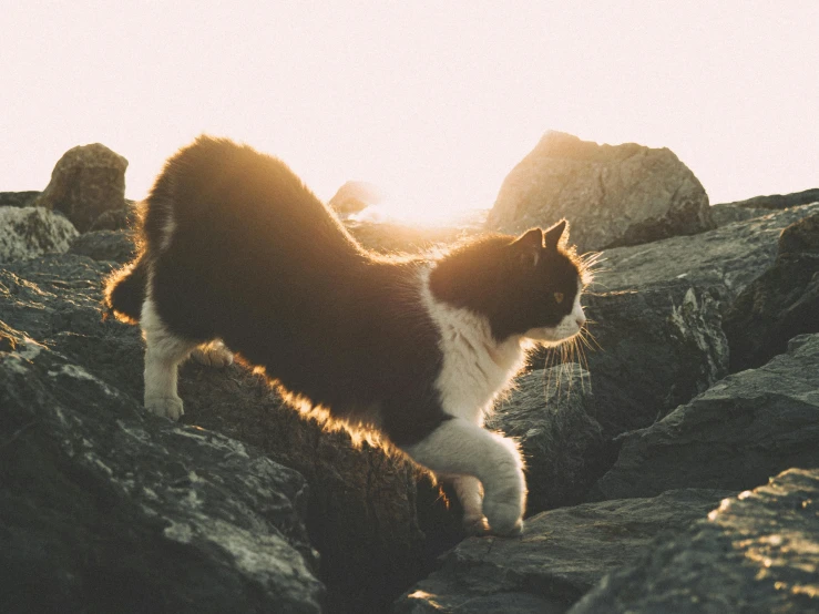 a cat standing on rocks staring at soing