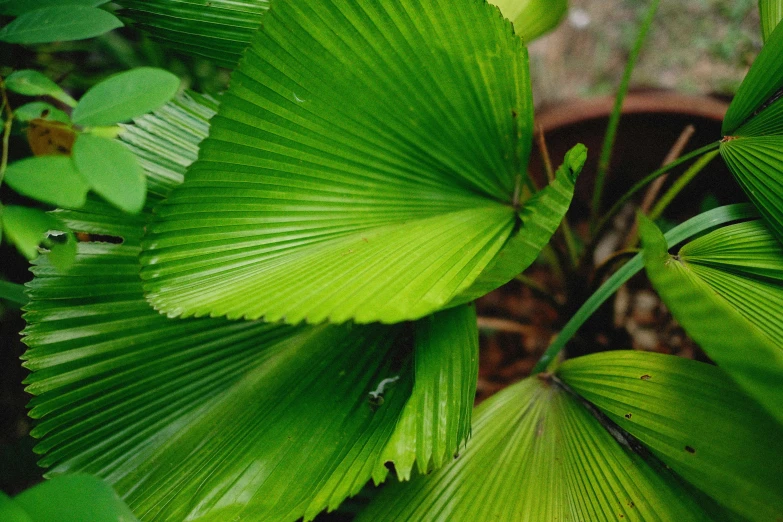 a closeup of the leaf of a plant