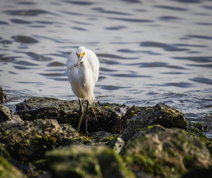 a white bird perched on rocks near water
