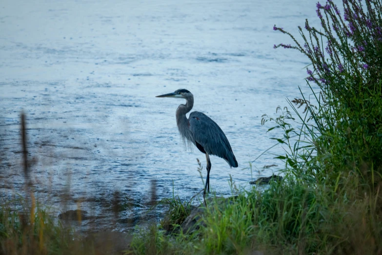 a bird that is standing on the edge of some water