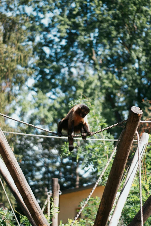 a monkey is sitting on top of a rope