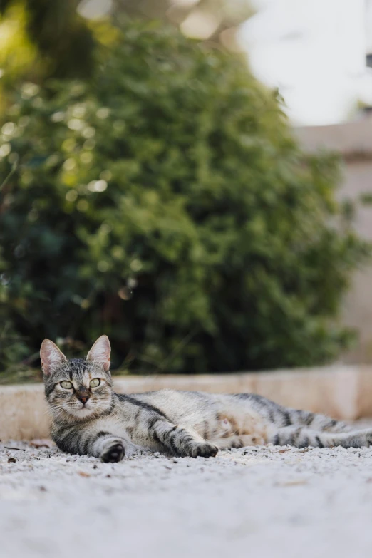 a cute cat is laying down in the ground