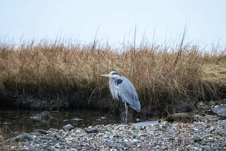 a bird stands in water beside a dry grass field