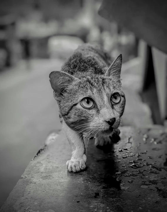 a cat that is walking across the cement