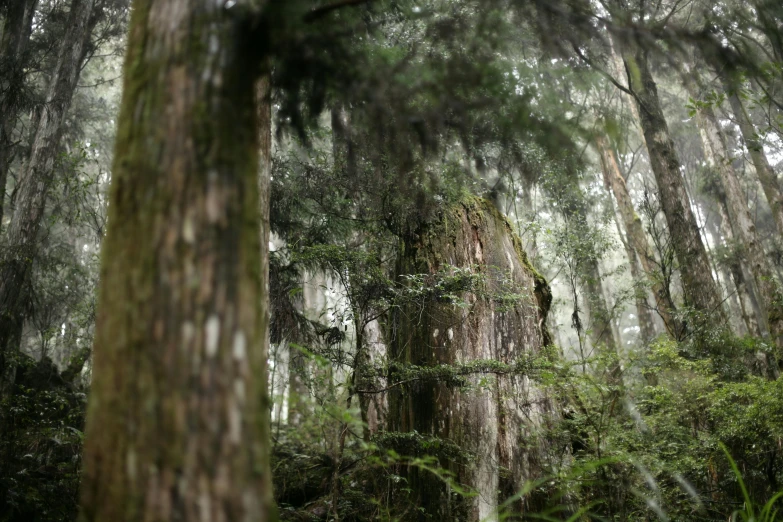 an area with many trees, leaves and a tree trunk