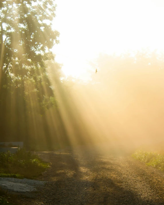 sunlight beaming from the back of a tree in a park