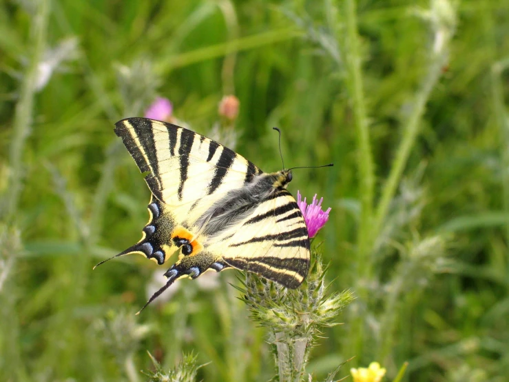 a ze striped erfly resting on a flower