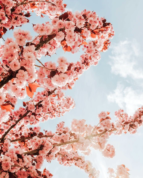 a bunch of pink flowers that are on trees