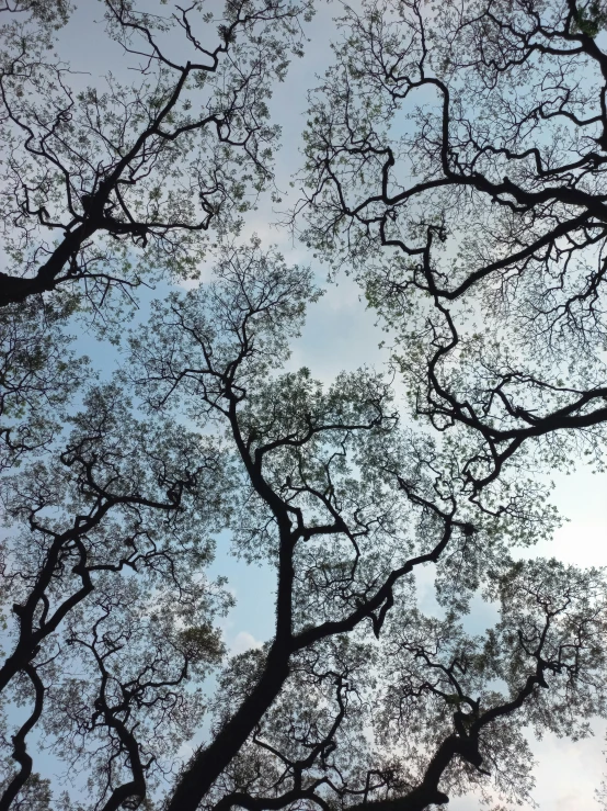 a large tree has leaves on it, and has a sky background