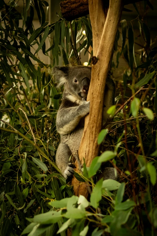 koala bear cub hanging onto tree with leaves on ground