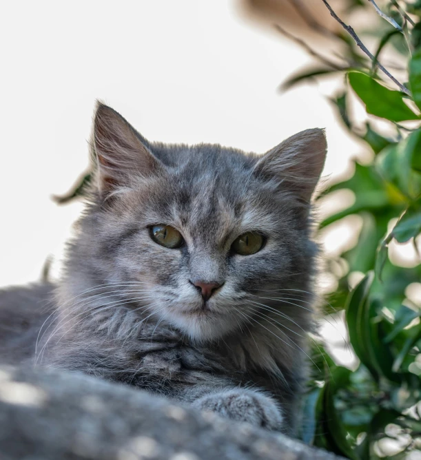 grey cat looking up from his enclosure and laying down