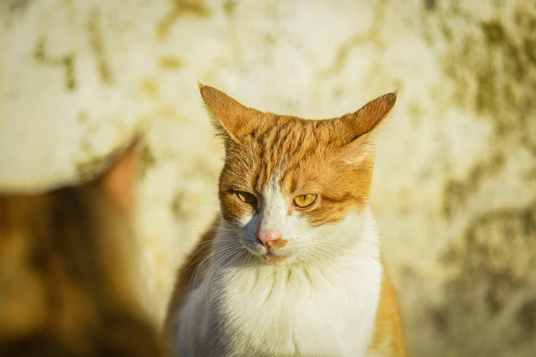 an orange and white cat resting on top of a wooden stump