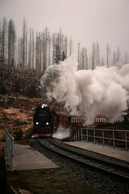 a train traveling along train tracks near the forest