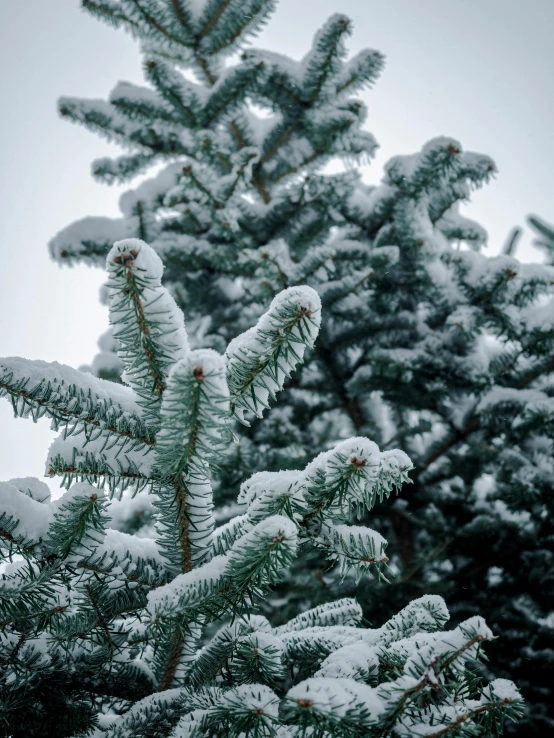 trees covered with snow on a very cold day