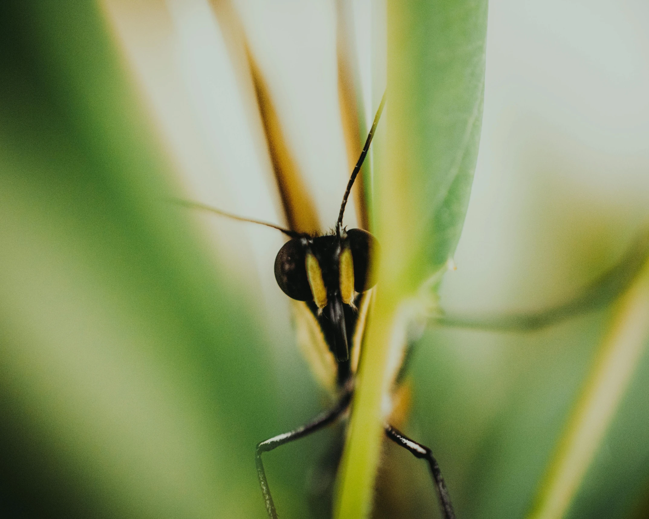 a close up view of an insect on some leaf