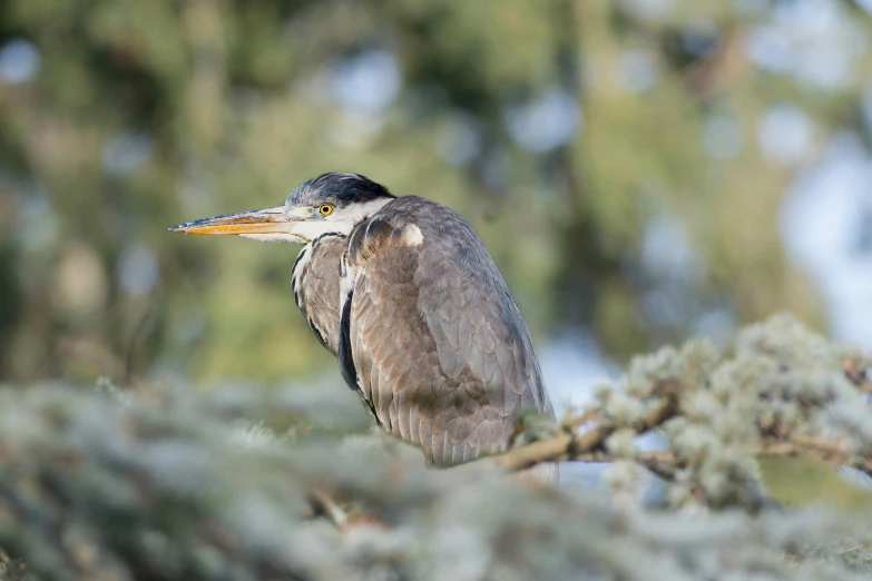 a bird perched on a nch in the middle of a forest