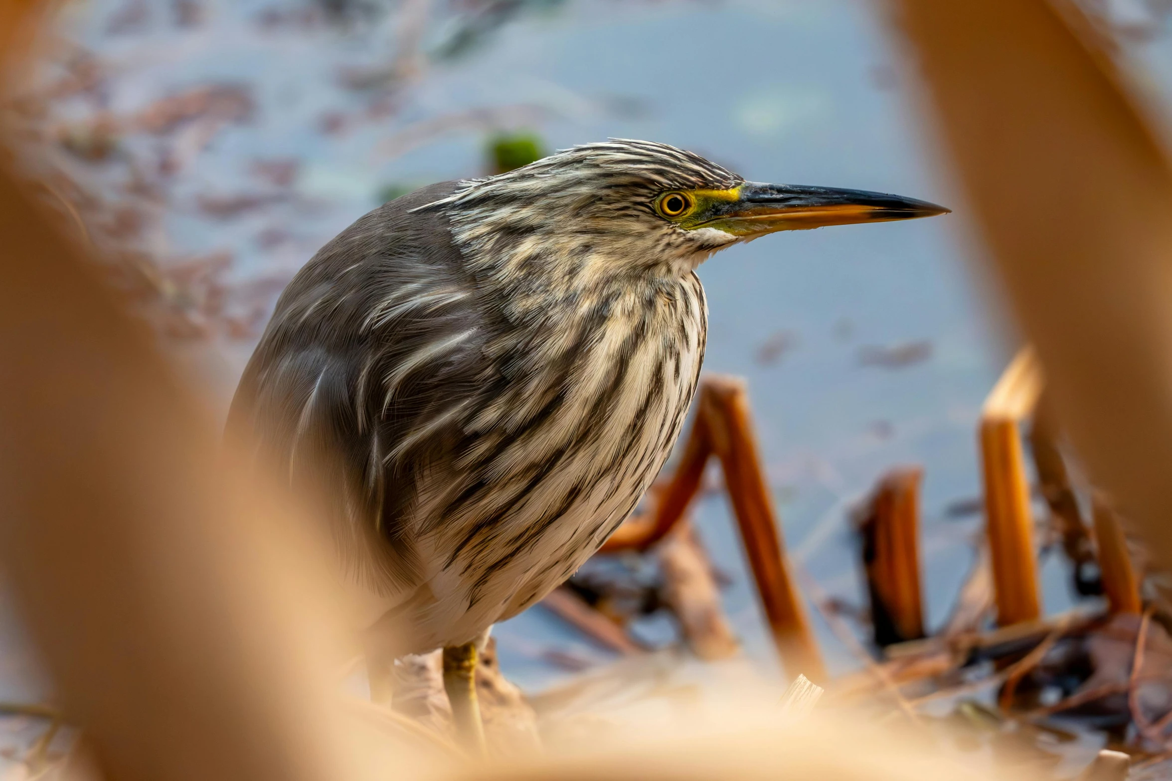 a bird that is sitting on the ground