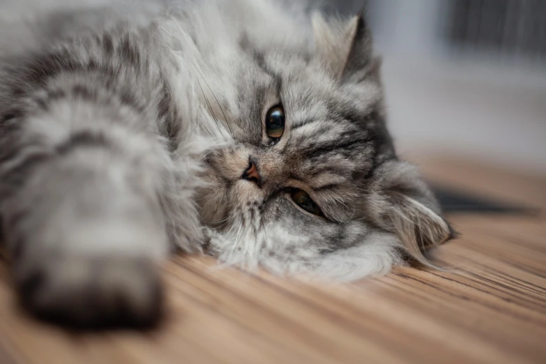 a cat that is laying down on the ground