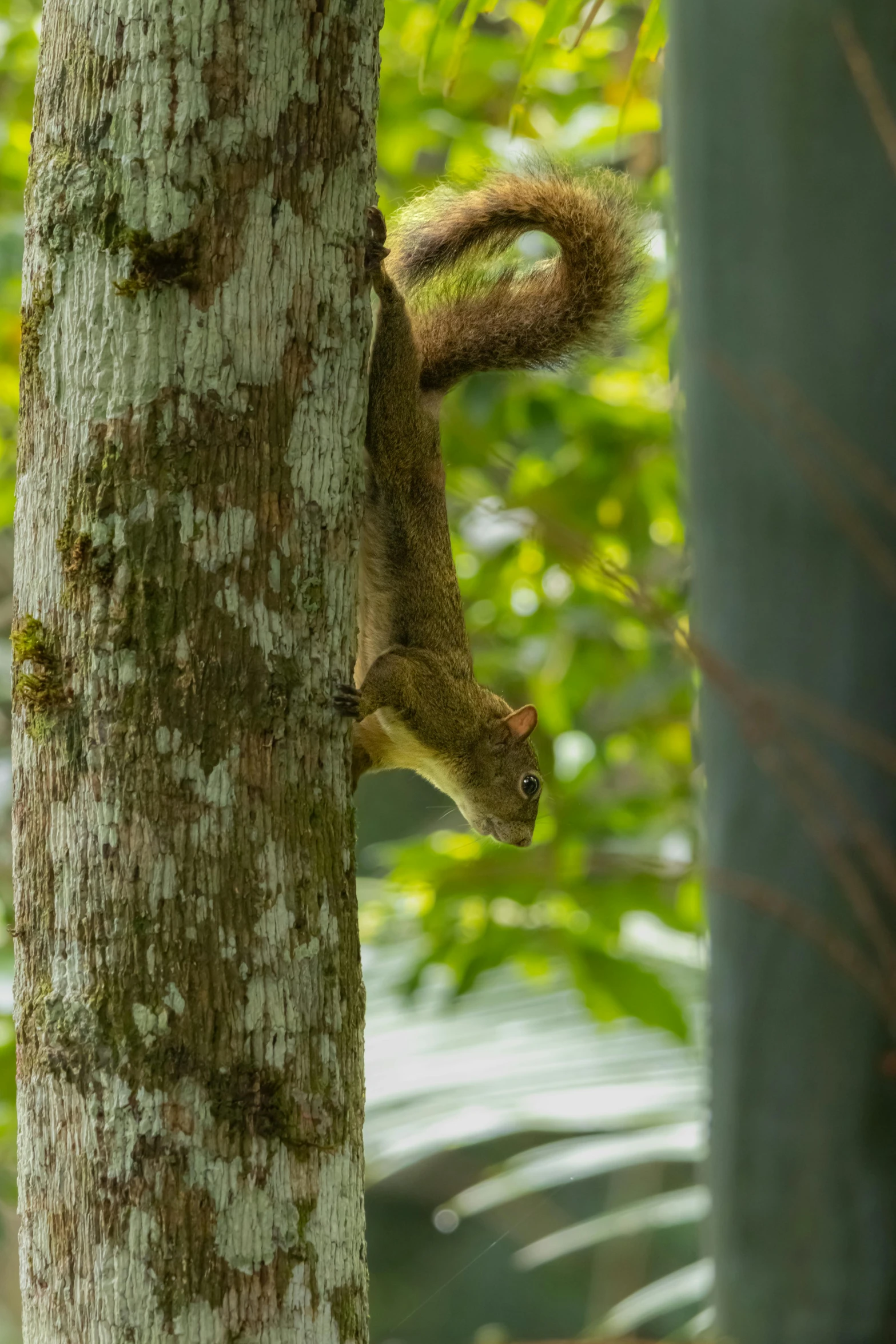 a squirrel climbing down on a tree