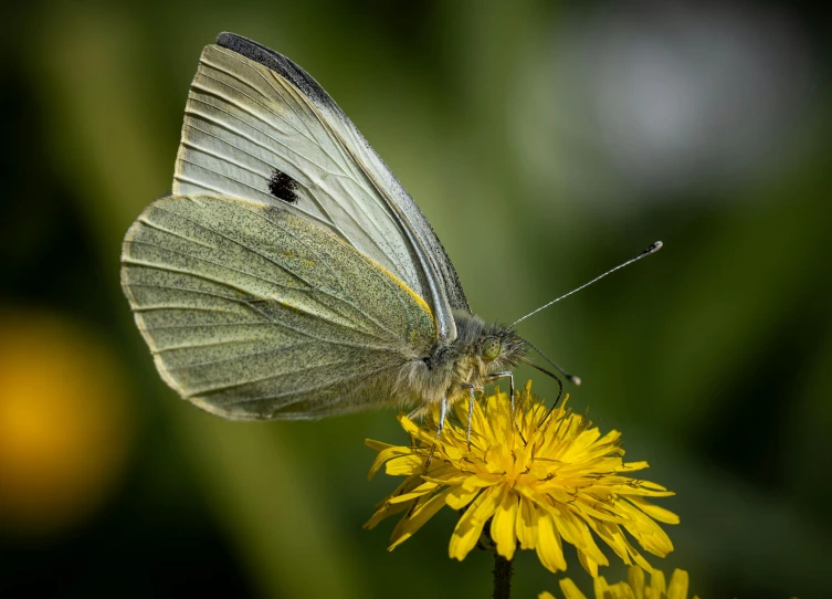 a close up of a white erfly on a flower